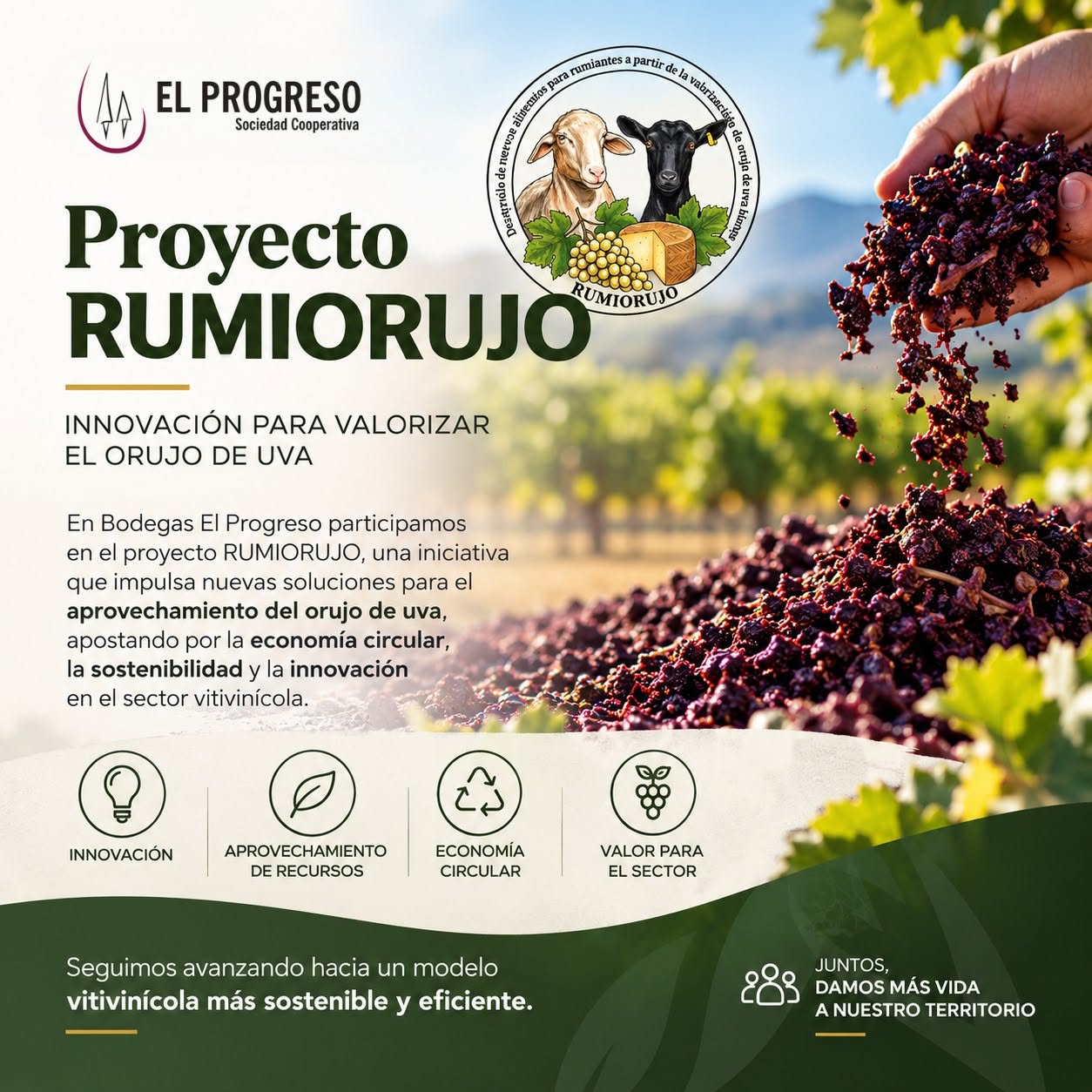 Avanzamos en el proyecto nacional Rumiorujo, de innovación para valorizar el orujo de uva blanca y mejorar la alimentación de rumiantes 