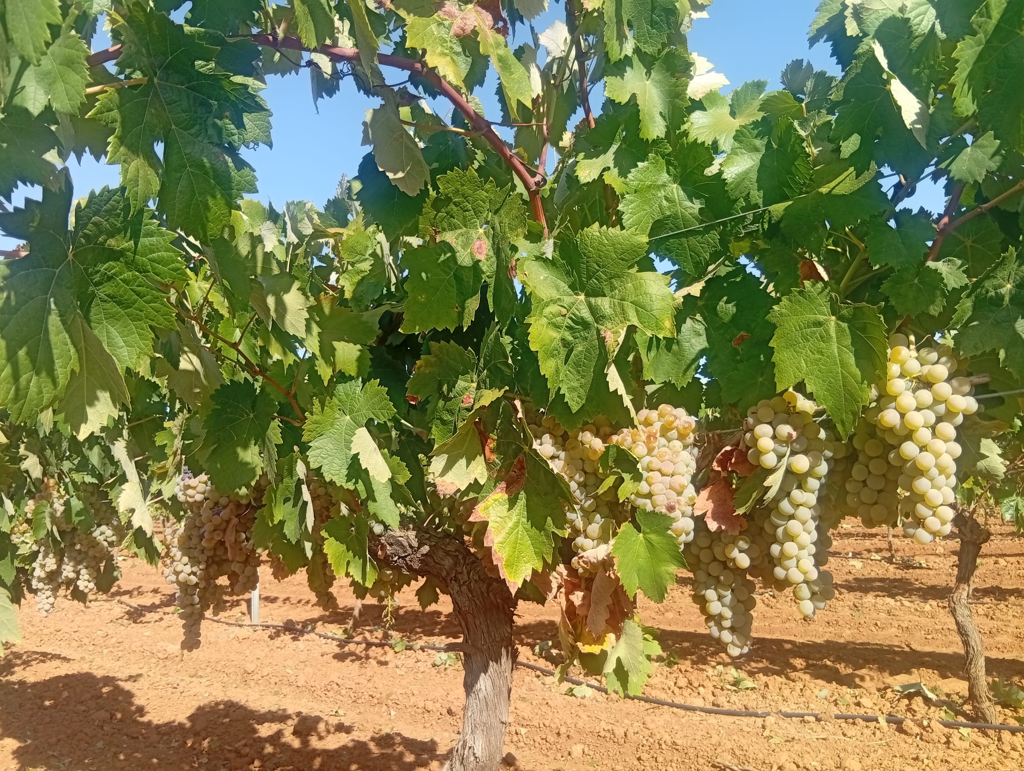 Excelente calidad del fruto en esta vendimia adelantada, que generalizamos en El Progreso con la recogida de la Airén