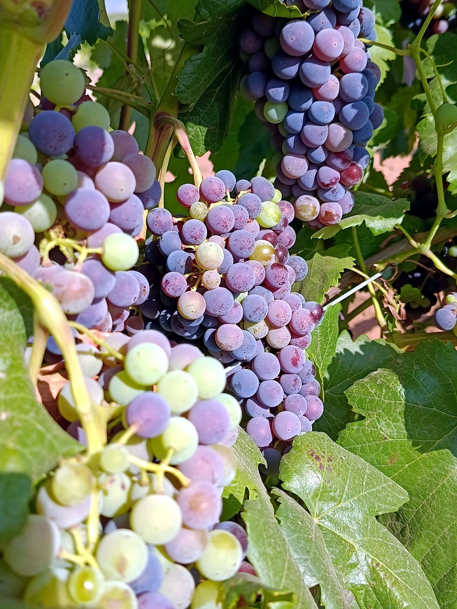 El envero se adelanta en nuestras vides de El Progreso, donde avanzamos hacia el botellín de vino   