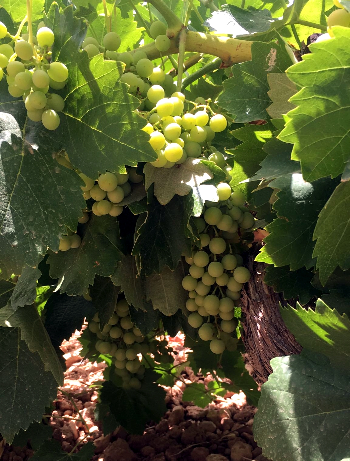 Las cosechas de uva y aceituna podrían ser inferiores a las pasadas recolecciones