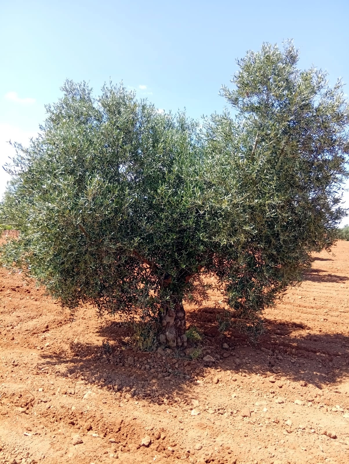 Primeras estimaciones de cara a la recogida de la aceituna en El Progreso, que sigue apostando por el deporte