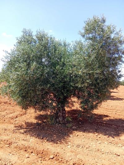 Primeras estimaciones de cara a la recogida de la aceituna en El Progreso, que sigue apostando por el deporte